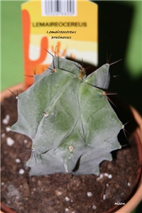 38b0f685-IMG_3916 Lemaireocereus pruinosus.jpg